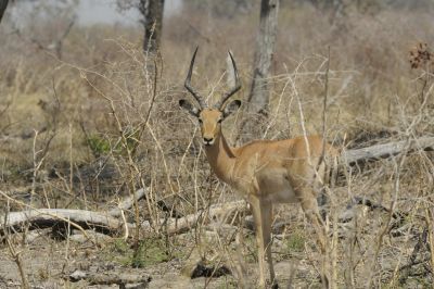 10.09 Mudumu 008 Impala