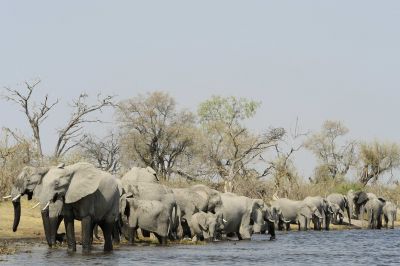 10.09 Mudumu 023 Elephants