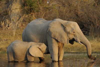 10.09 Mudumu 029 Elephants