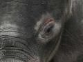 10.10 Khaudum Park 082 Elephant