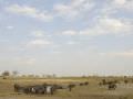 10.10 Khaudum Park 113 Elephants