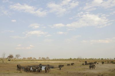 10.10 Khaudum Park 113 Elephants