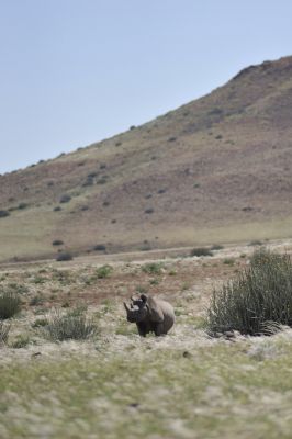 11.04 Desert Rhino Camp Track 041
