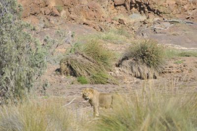 11.04 Desert Rhino Camp Track 059 Lion