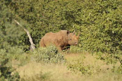 11.04 Grootberg Rhino Track 067