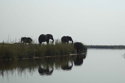 13.10  Rosalia 030 Elephants