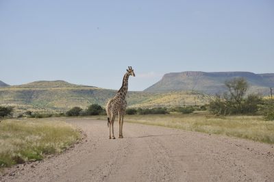 11.04 Torra Giraffe 005