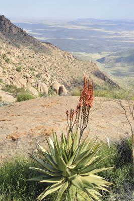 11.05 Brandberg 064 Aloe