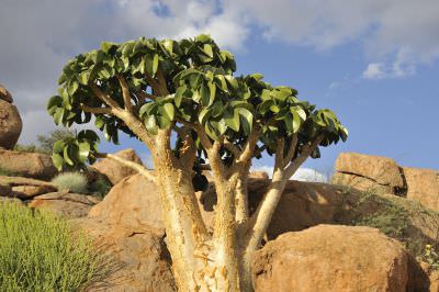 11.05 Brandberg 068 Butter tree