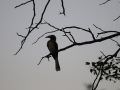 11.06 NPR 165 Hornbill