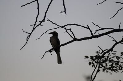 11.06 NPR 165 Hornbill