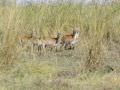 12.05 Wild Dogs 009 Lechwe
