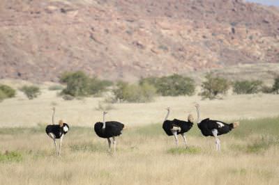 11.06 NPR 291 Ostriches