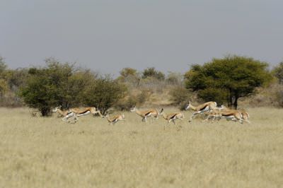 11.06 Nyae Nyae 272 Springbok