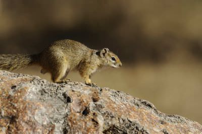 11.06 Nyae Nyae 290 Tree squirrel