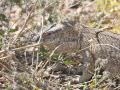 11.07 Anabeb 022 Monitor lizard