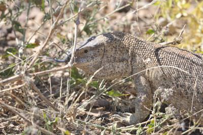 11.07 Anabeb 022 Monitor lizard