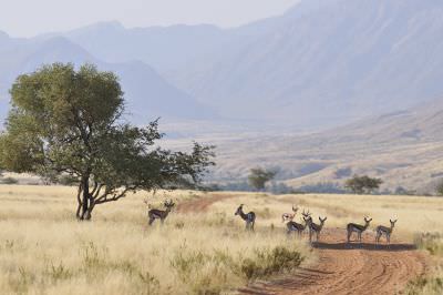 11.07 Marienfluss 014 Springbok