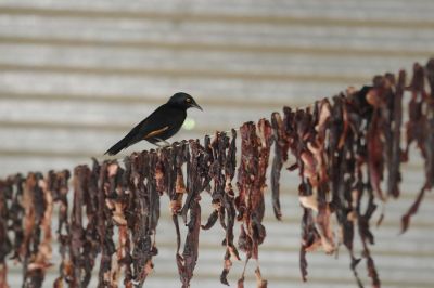 11.07 Marienfluss 081 Dried meat