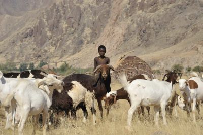 11.07 Marienfluss 093 Livestock