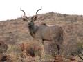 11.08 Keanes 006 Kudu