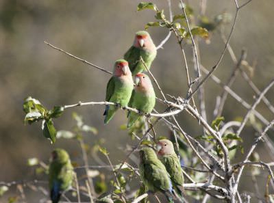 11.08 Keanes 036 Love birds