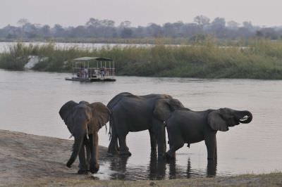 11.09 Caprivi 012 Elephants