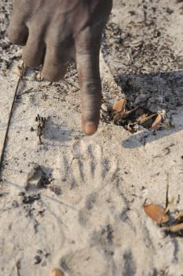 11.09 Caprivi 093 Track Print