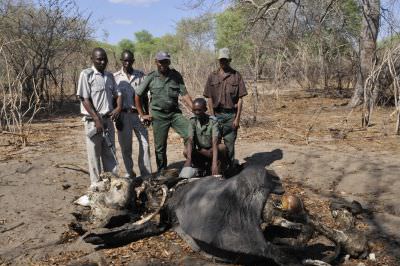 11.11 Bild trip 120 Poached elephant