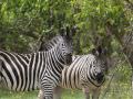 14.12 KAZA hol 011 Zebras Chobe