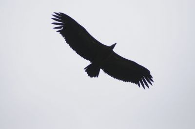 14.12 KAZA hol 267 Vulture Chobe