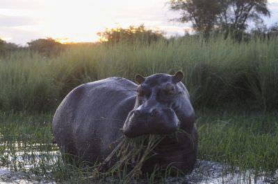 14.12 KAZA hol 432 Hippo Okavango