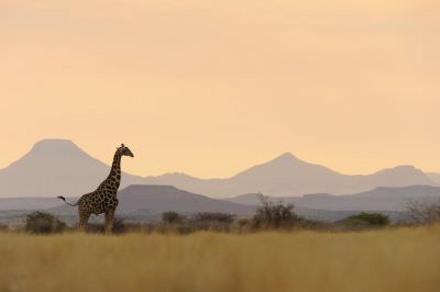 10.10 Doro nawas 010 Giraffe