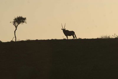 11.02 Nepal visit 078 Oryx