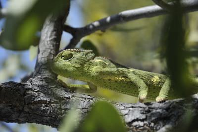 11.06 NPR 130 Chameleon