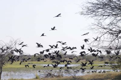 14.10 Nyae Nyae 003 Birds