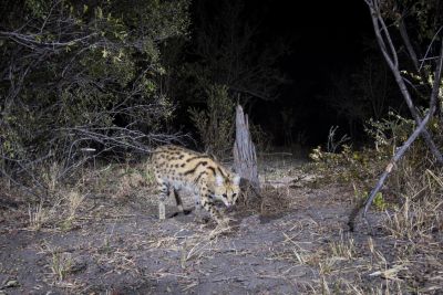 15.07 KAZA CamTrap 10 Serval