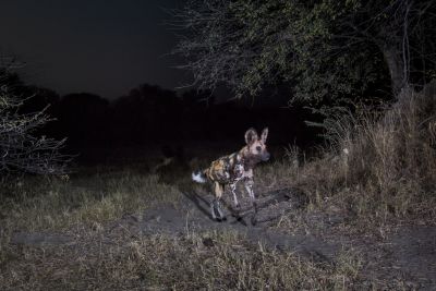 15.07 KAZA CamTrap 12 Wild dog