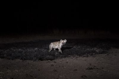 15.07 KAZA CamTrap 17 Hyaena