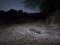 15.07 KAZA CamTrap 1 Genet