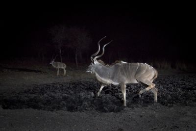 15.07 KAZA CamTrap 22 Kudu