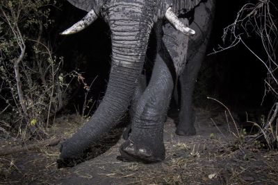 15.07 KAZA CamTrap 29 Elephant