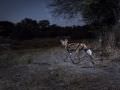 15.07 KAZA CamTrap 2 Wild dog