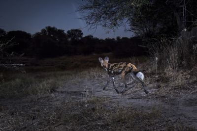 15.07 KAZA CamTrap 2 Wild dog