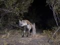 15.07 KAZA CamTrap 30 Hyaena