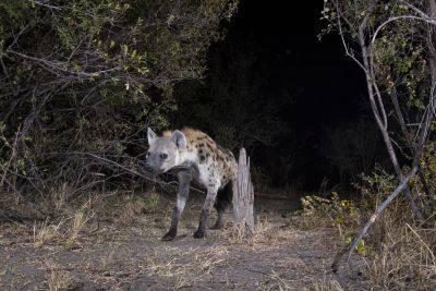 15.07 KAZA CamTrap 30 Hyaena