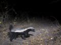 15.07 KAZA CamTrap 36 Honey badger