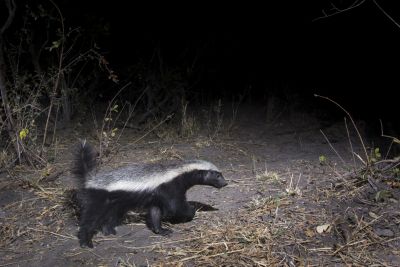 15.07 KAZA CamTrap 36 Honey badger