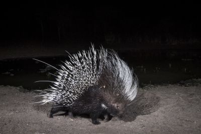 15.07 KAZA CamTrap 67 Porcupine