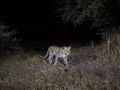 15.07 KAZA CamTrap 6 Leopard